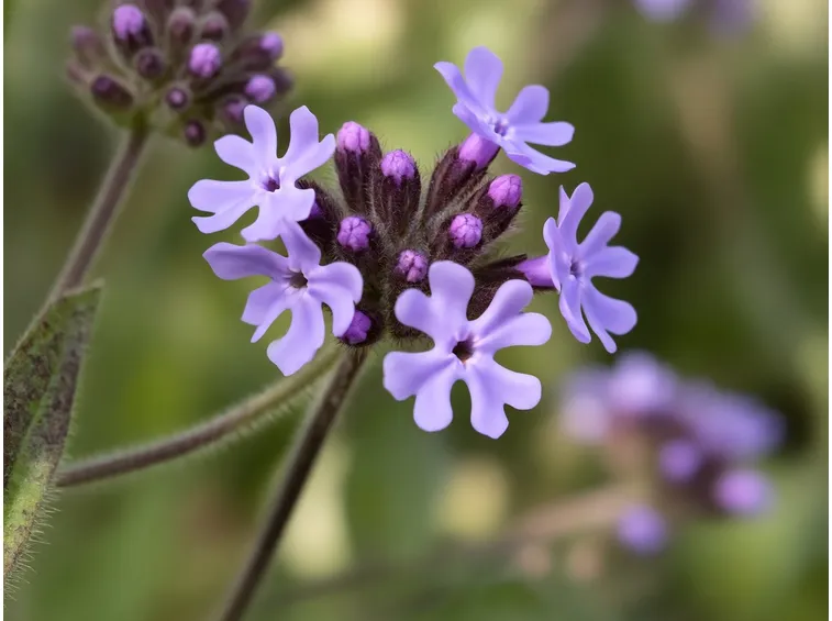 verbena