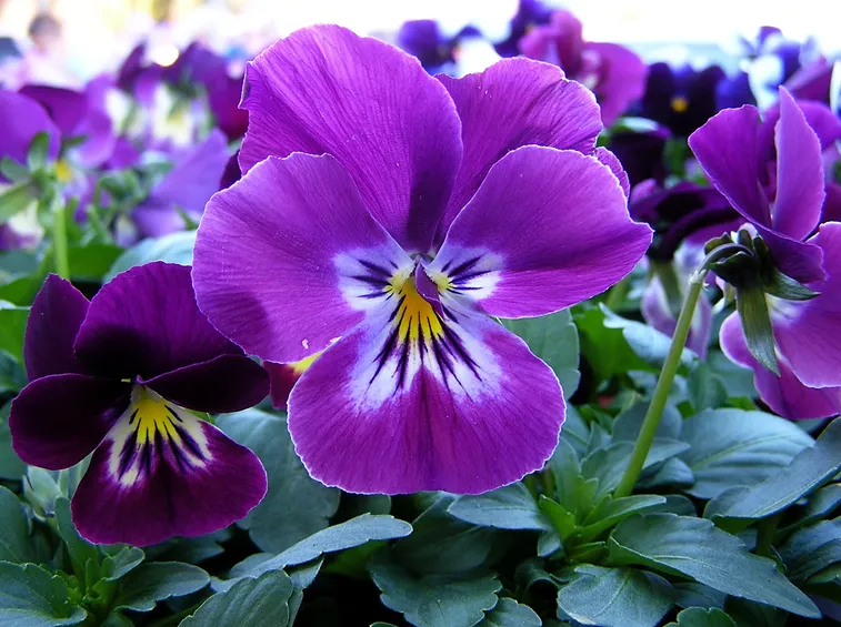 viole