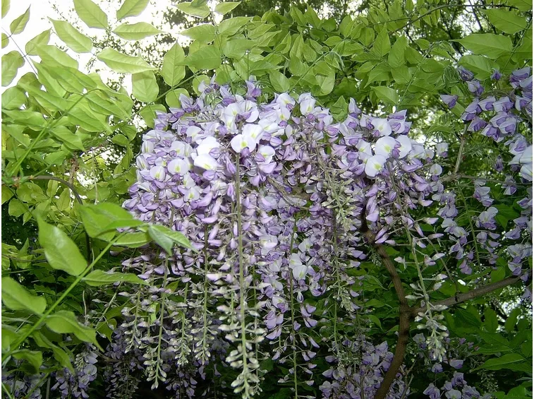 Glicine