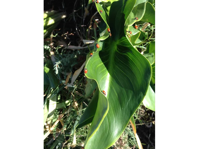 Parassiti calla