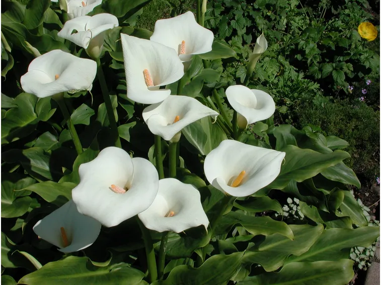 Propagazione calla