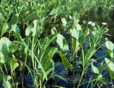 Echinodorus