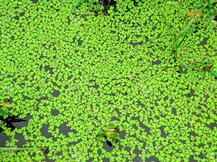 lenticchia