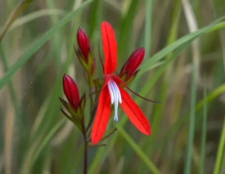 Lobelia