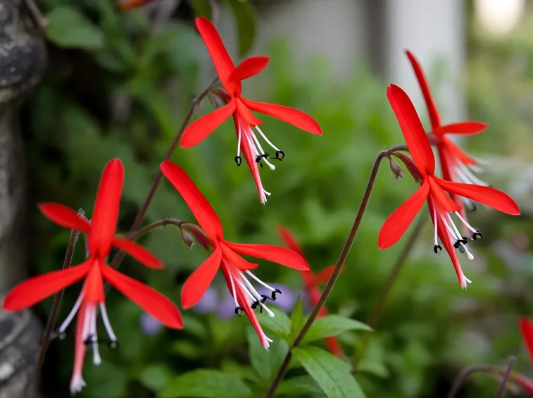 Lobelia