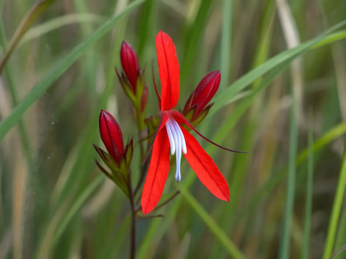 Lobelia