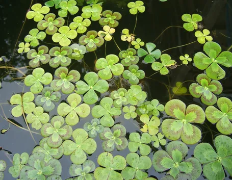 Marsilea
