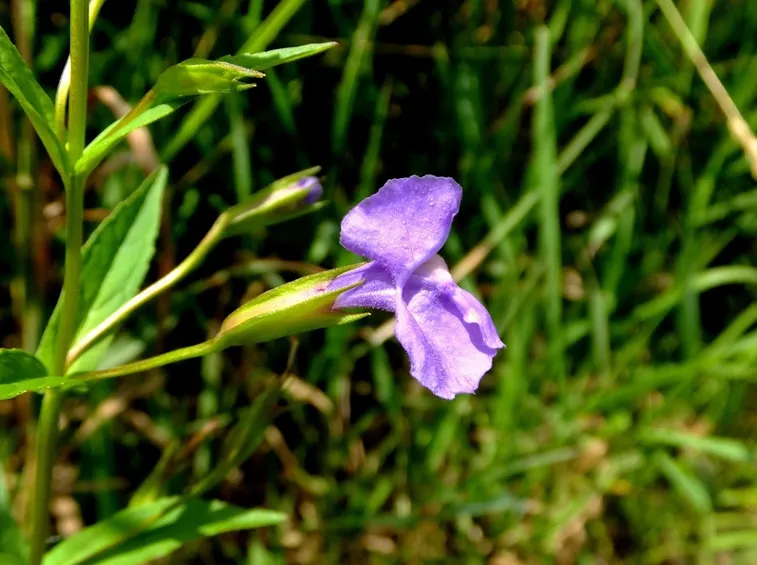 terreno mimolo
