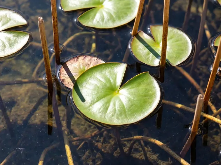 Nenufero