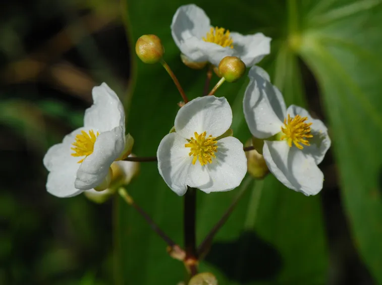 sagittaria gigante