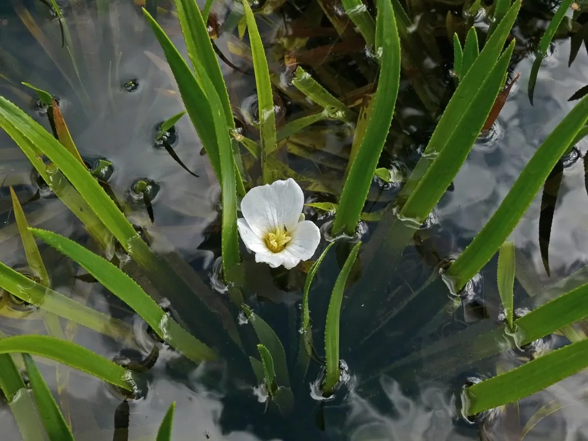 Stiletti d'acqua