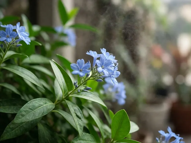 plumbago