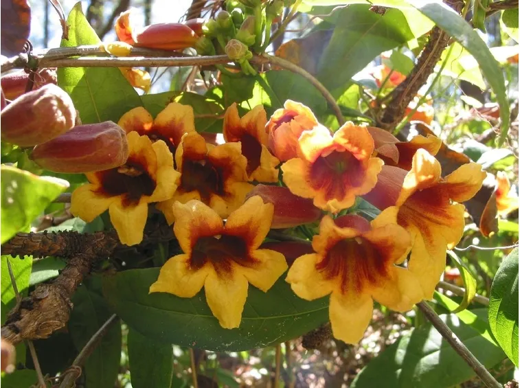 Bignonia