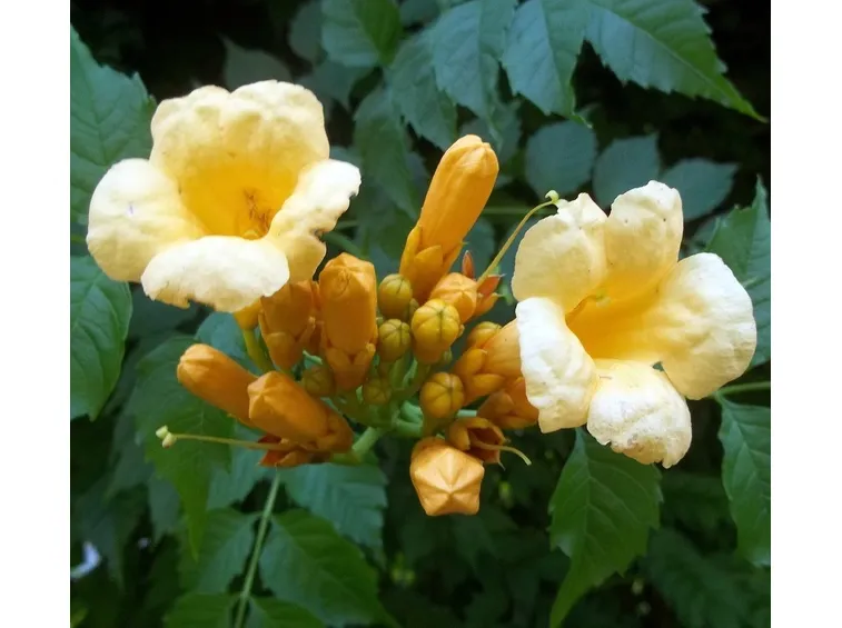 Bignonia