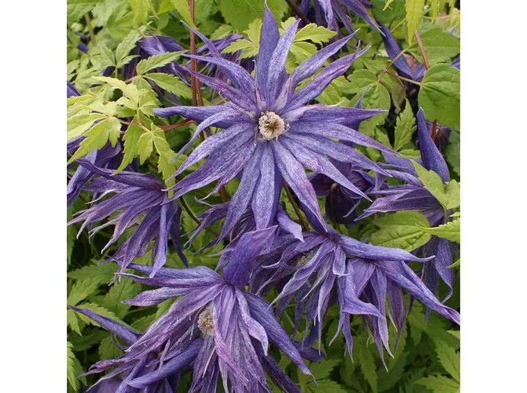 Clematis macropetala