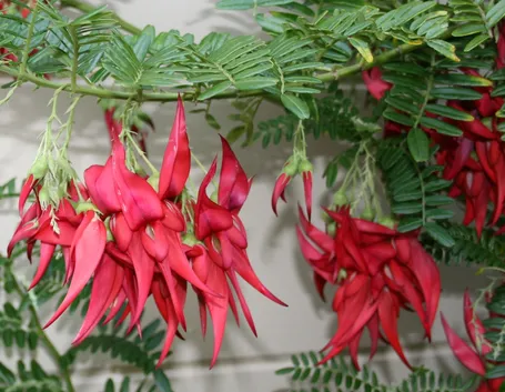 Clianthus