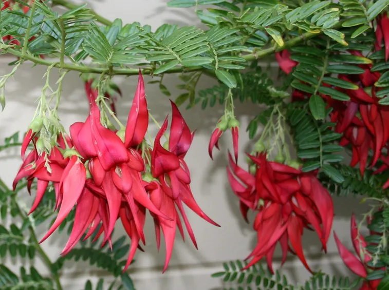 Clianthus