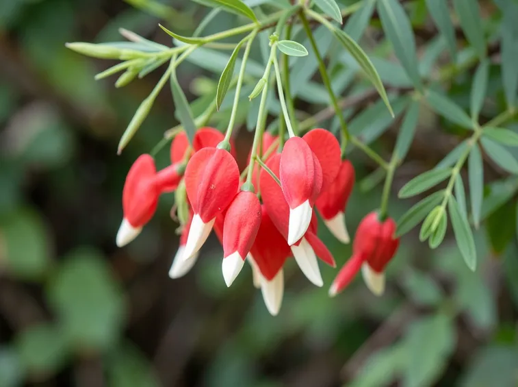 Clianthus
