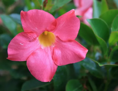 Dipladenia 