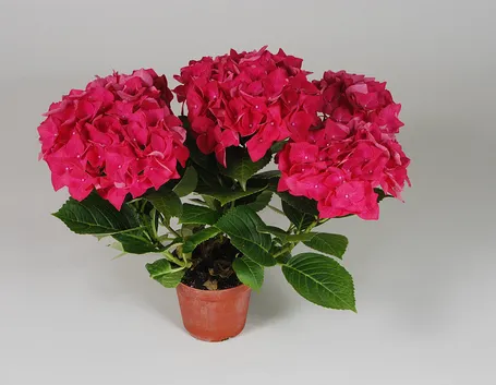 Dipladenia sundaville