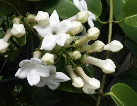 Gelsomino in fiore