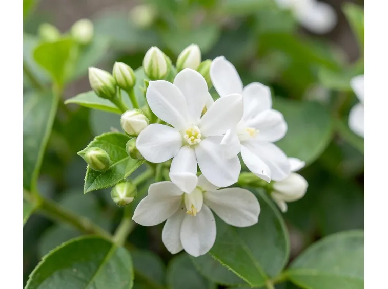 Fiore del gelsomino
