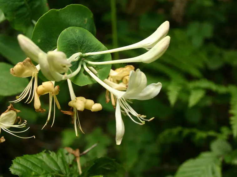 Lonicera caprifolium