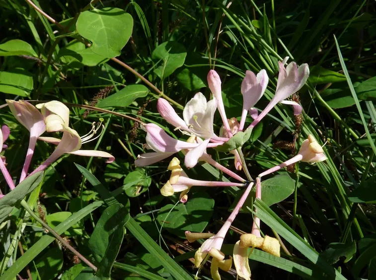Fiore della lonicera caprifolium