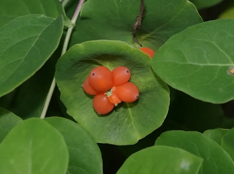 Lonicera caprifolium