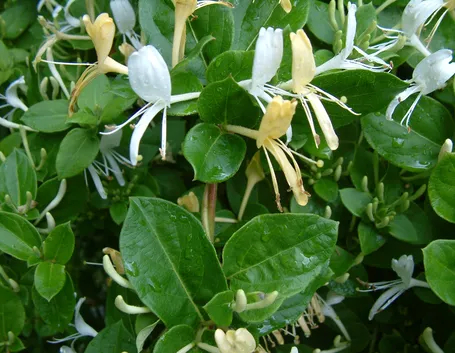 lonicera japonica