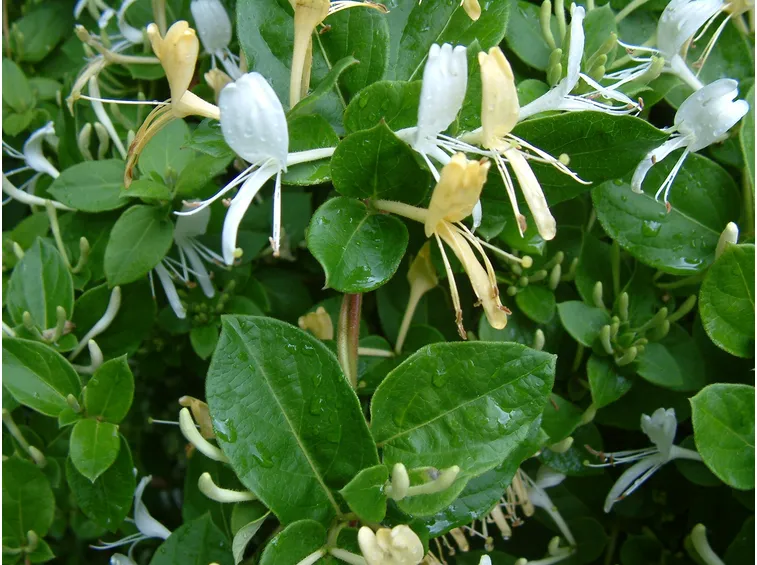 lonicera japonica