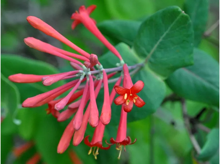 Lonicera sempervirens
