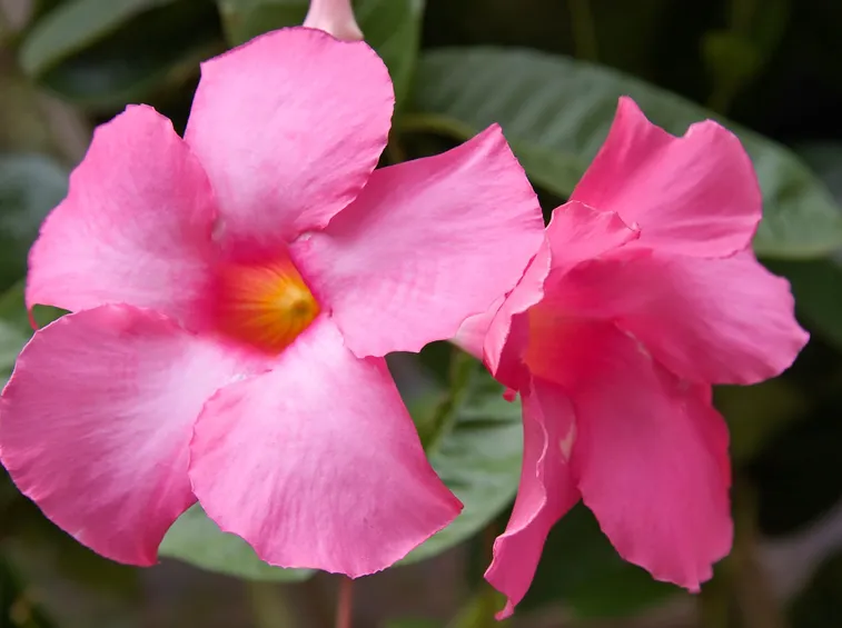 Fiori mandevilla