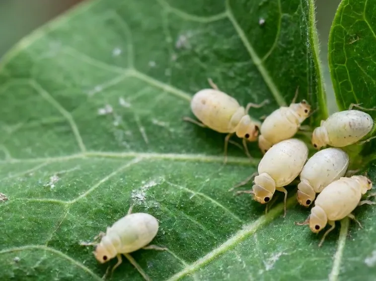 Infestazione afidi