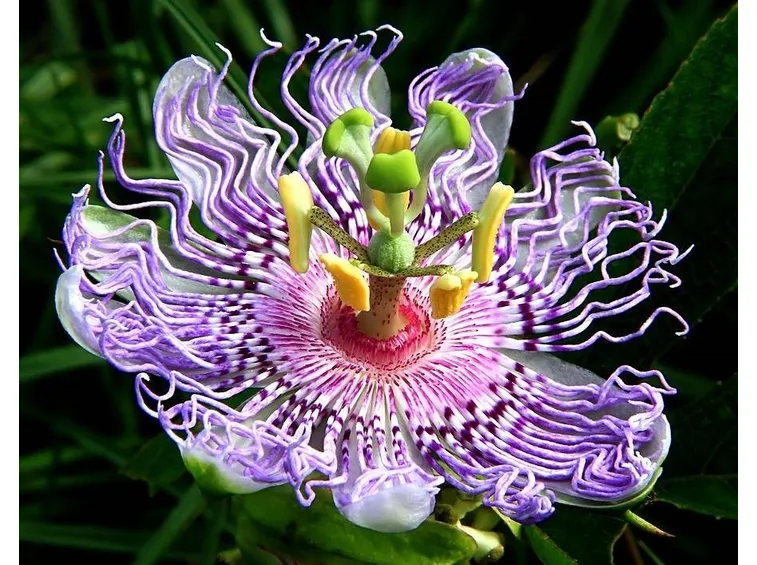 Passiflora selvatica