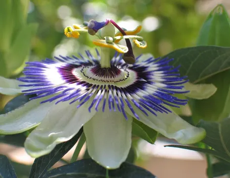 Passiflora