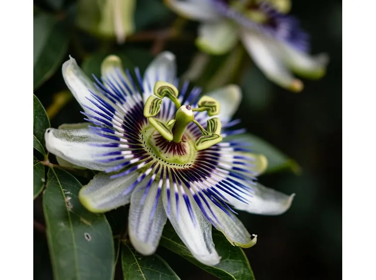 Passiflora