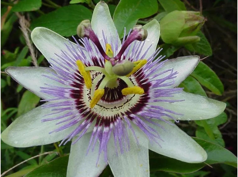 passiflora