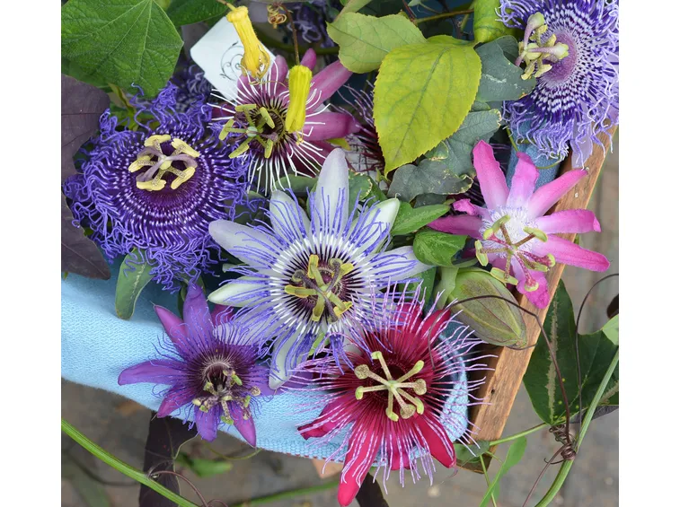 Fiori di passiflora