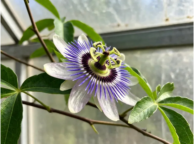 Passiflora incarnata