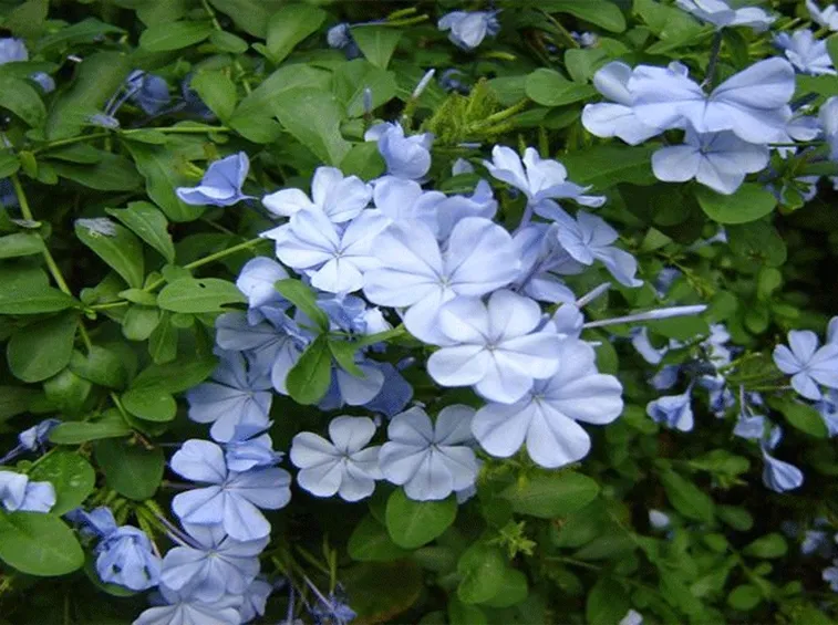 Plumbago capensis
