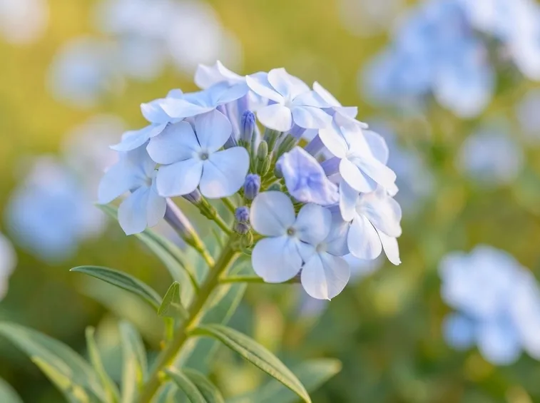 Fiore gelsomino azzurro