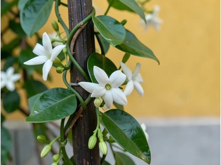 Stephanotis coltivazione