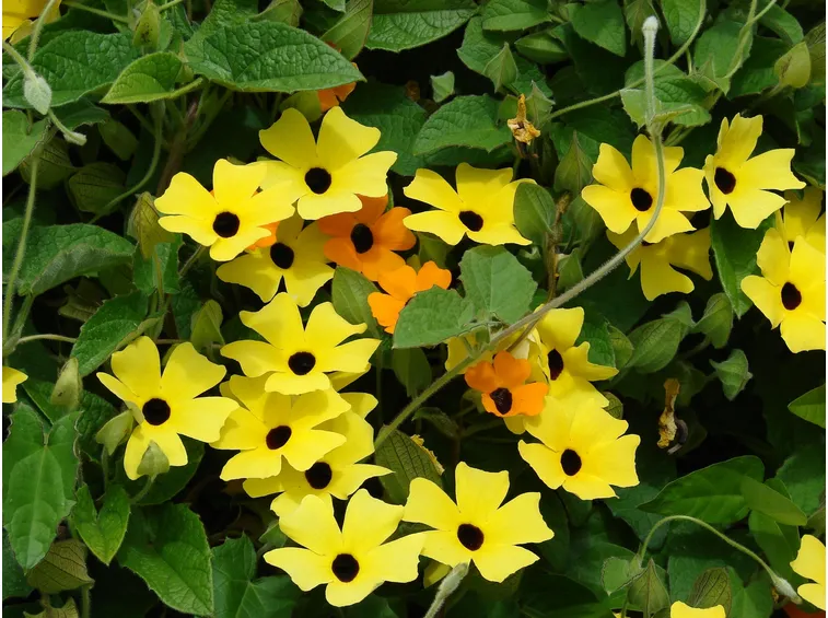 Tumbergia