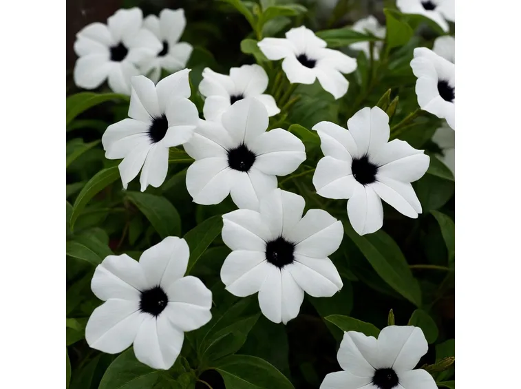 Tumbergia bianca