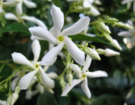 Rhynchospermum
