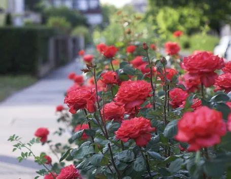 Rosa rossa