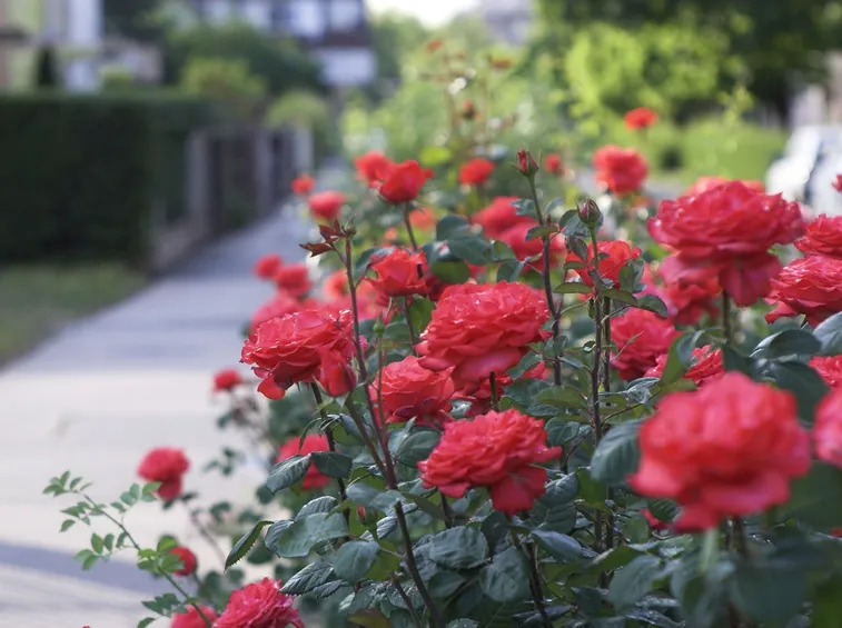 Rosa rossa