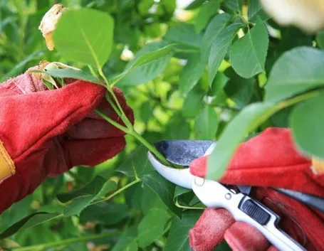 Potare le rose