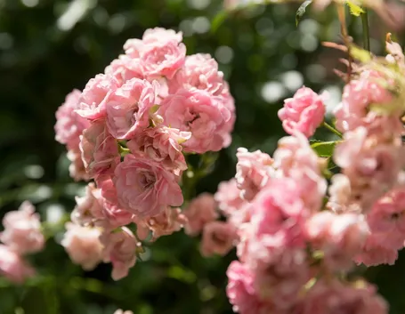 Rose rosa